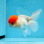 Macho Oranda de tapa roja de grado AAA de 4,5 pulgadas n.º 0913OR_10