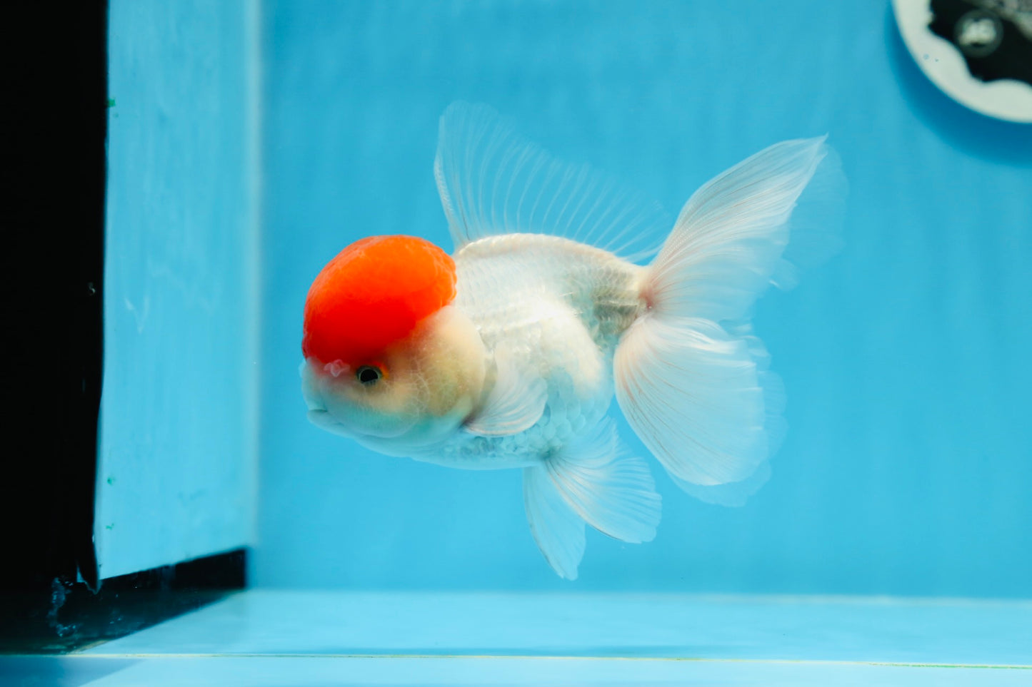 AAA Grade Red Cap Oranda Male 4.5 inches #0913OR_10