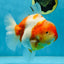 A Grade SPECIAL Sakura Oranda Female 5.5-6 inches #051625OR_14