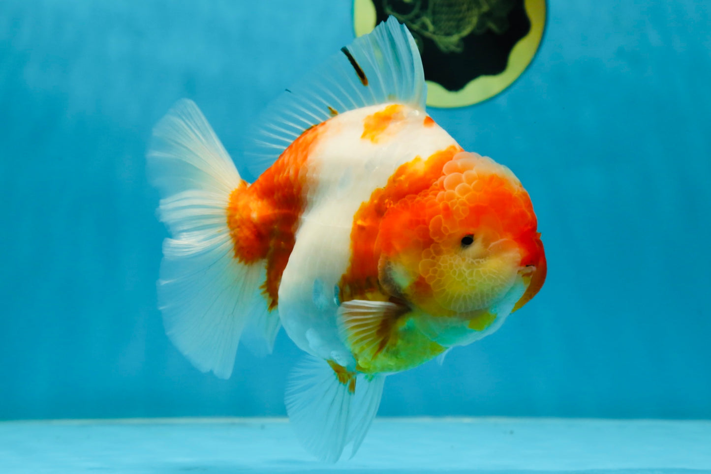 A Grade SPECIAL Sakura Oranda Female 5.5-6 inches #051625OR_14