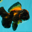 UNIQUE A Grade Lava Apache Oranda Male 5.5  inches #050826OR_04
