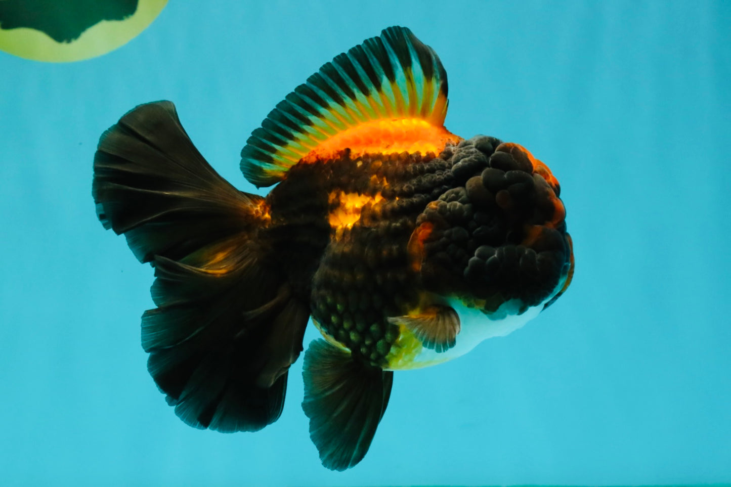 UNIQUE A Grade Lava Apache Oranda Male 5.5  inches #050826OR_04