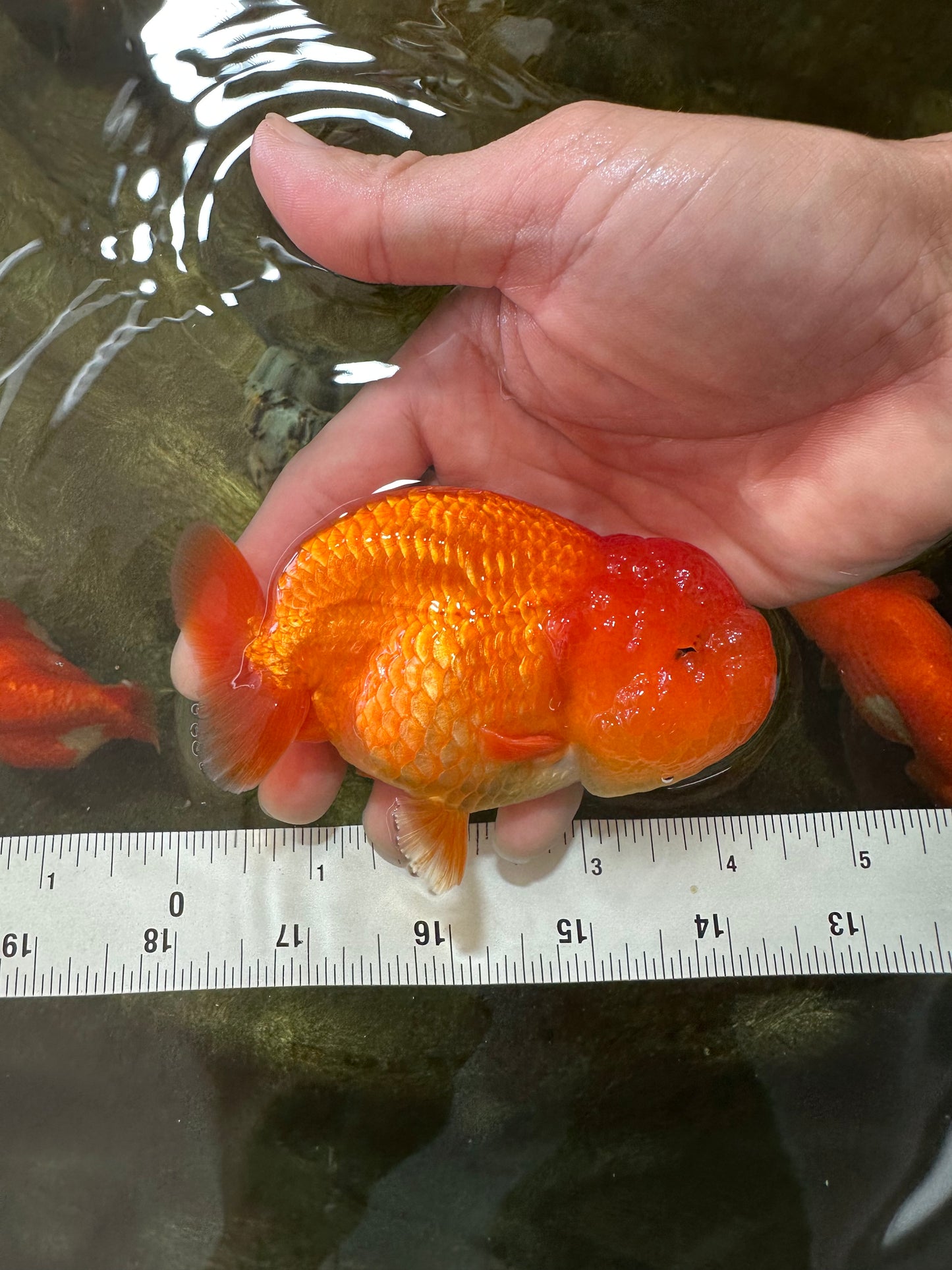 A Grade Solid Red LionKing 4 inches #062725LC_01