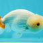 Red White Cute Wen Lionchu Male 4 inches #1004LC_18