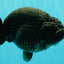 UNIQUE AAA Grade Godzilla Black LionQueen 5.5 inches #092526LC_19