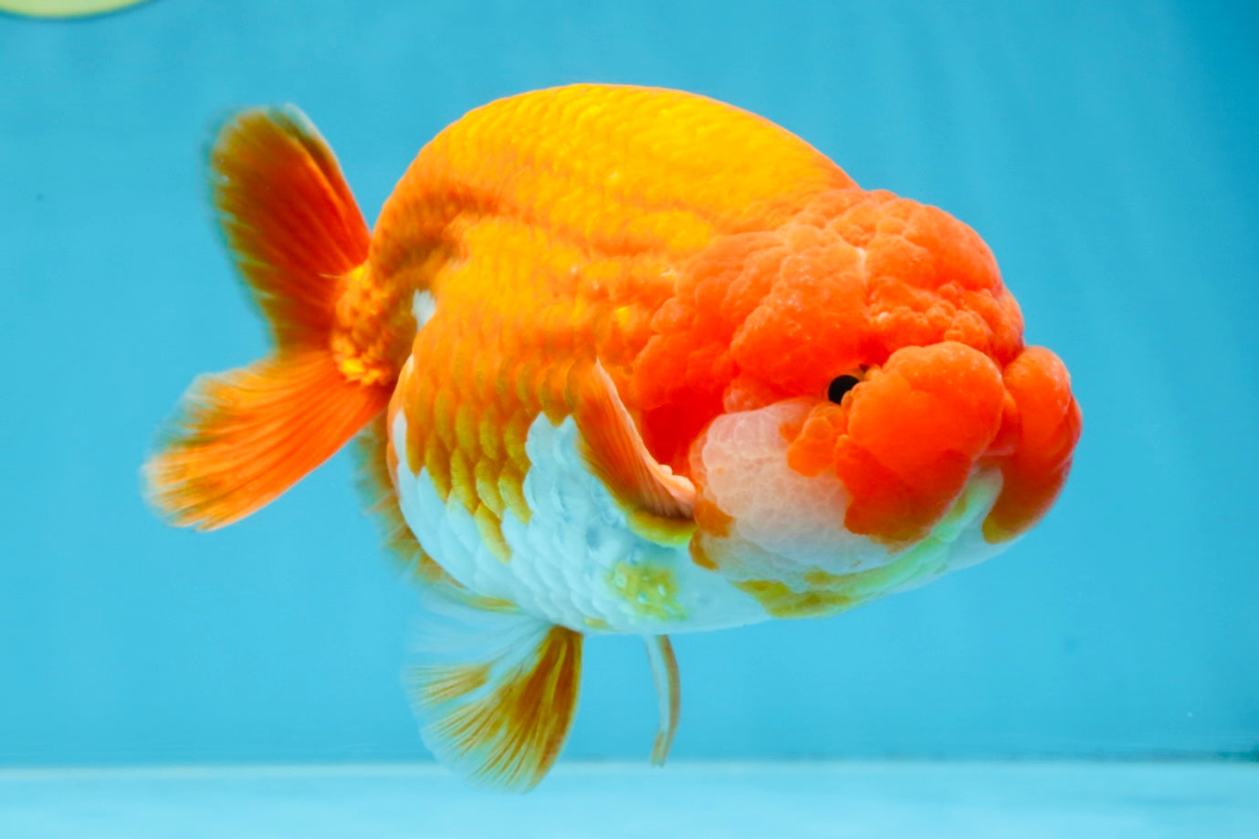 A Grade CHUBBY Red White LionKing 5.5 inches #100325LC_06