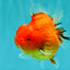 TOMATO AAA Grade Red Sakura Yuanbao Male 5 inches #092526YB_11