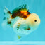 SUPER CUTE A Grade Tricolor Yuanbao Female 4.5-5 inches #082126YB_27