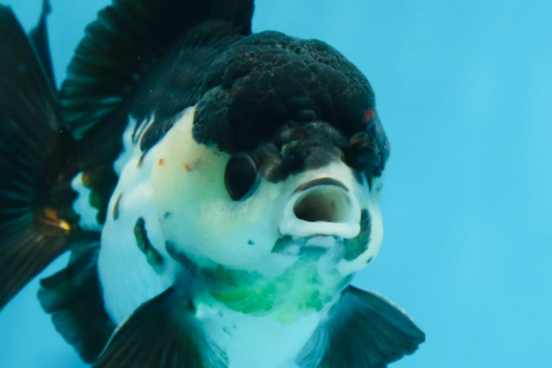 Pompom Panda Yuanbao Male 4.5 inches #072525YB_06