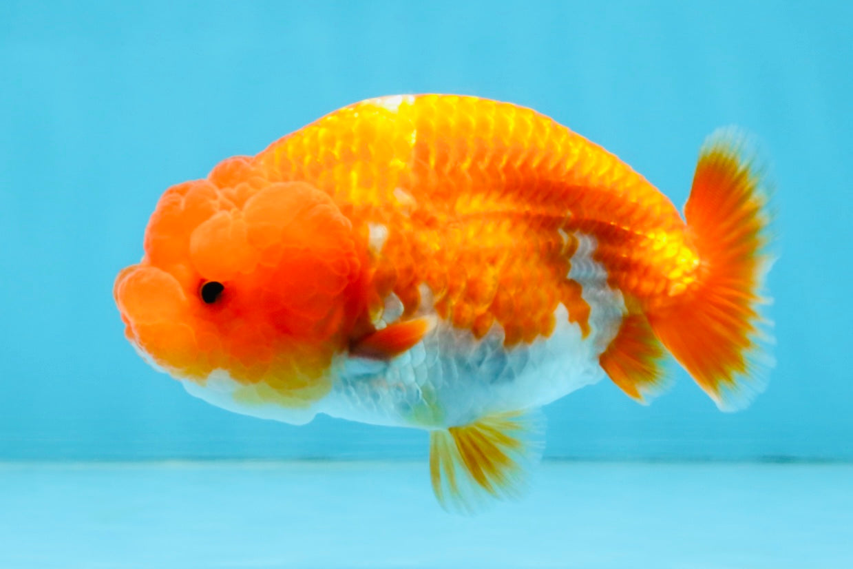 A Grade Red White LionQueen 4 inches #112125LC_14