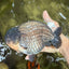 A Grade Blue Ranchu Male 6.5-7 inches #101626RC_24