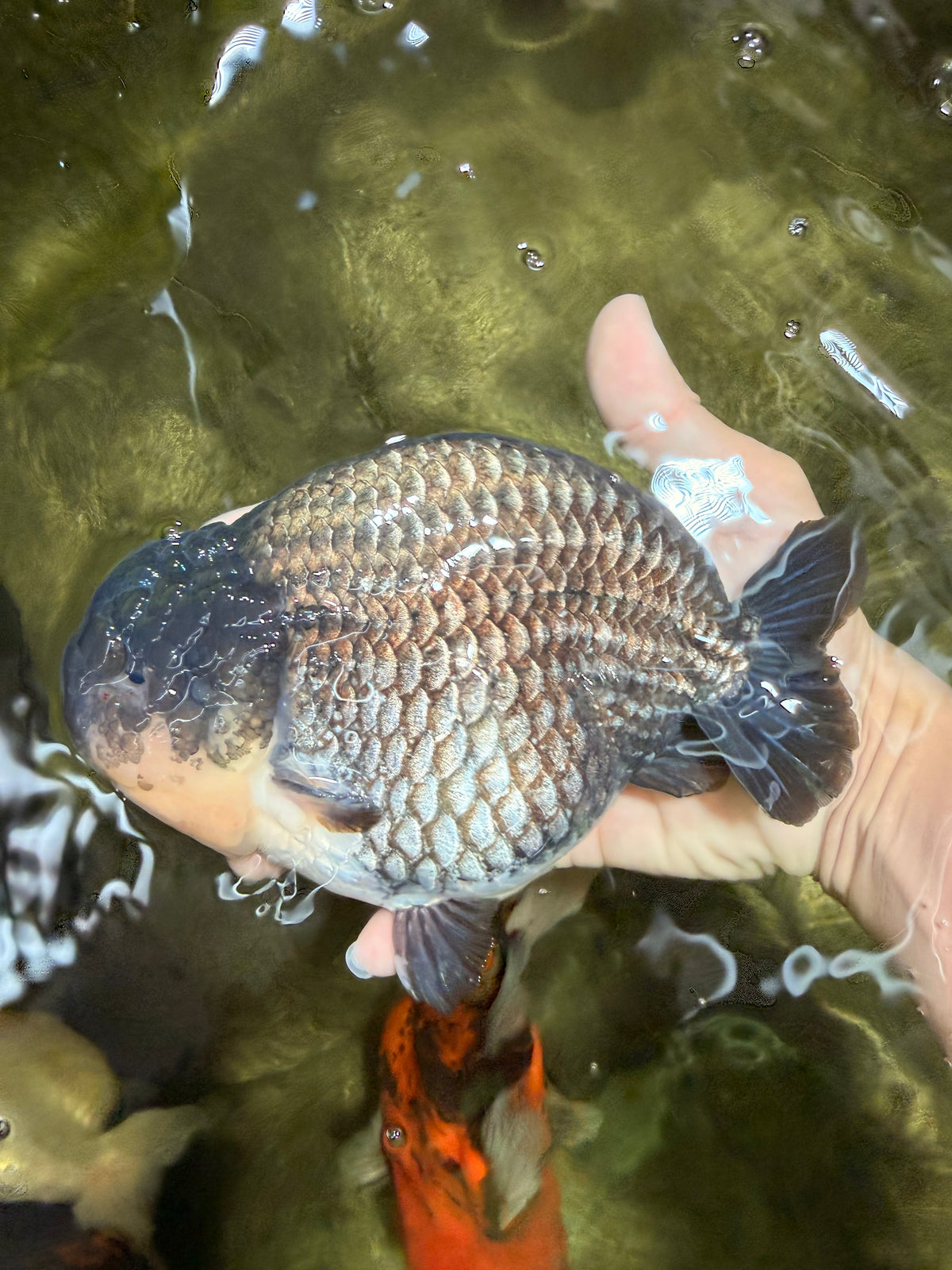 A Grade Blue Ranchu Male 6.5-7 inches #101626RC_24