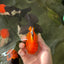 Apache (Black Orange) Oranda Female 4.5 inches #110124OR_05