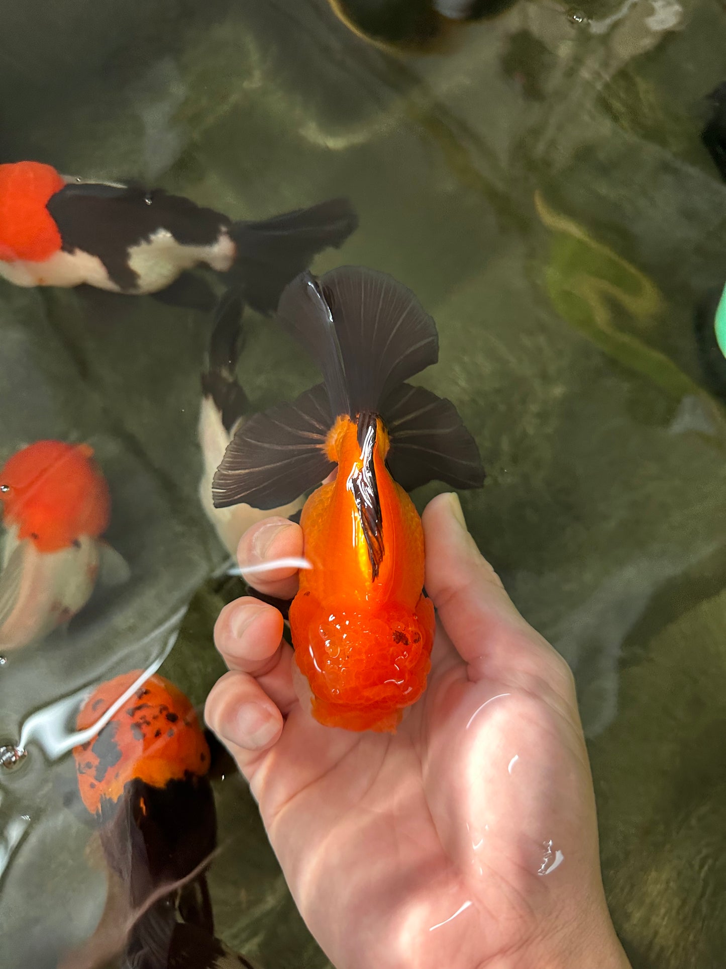 Apache (Black Orange) Oranda Female 4.5 inches #110124OR_05