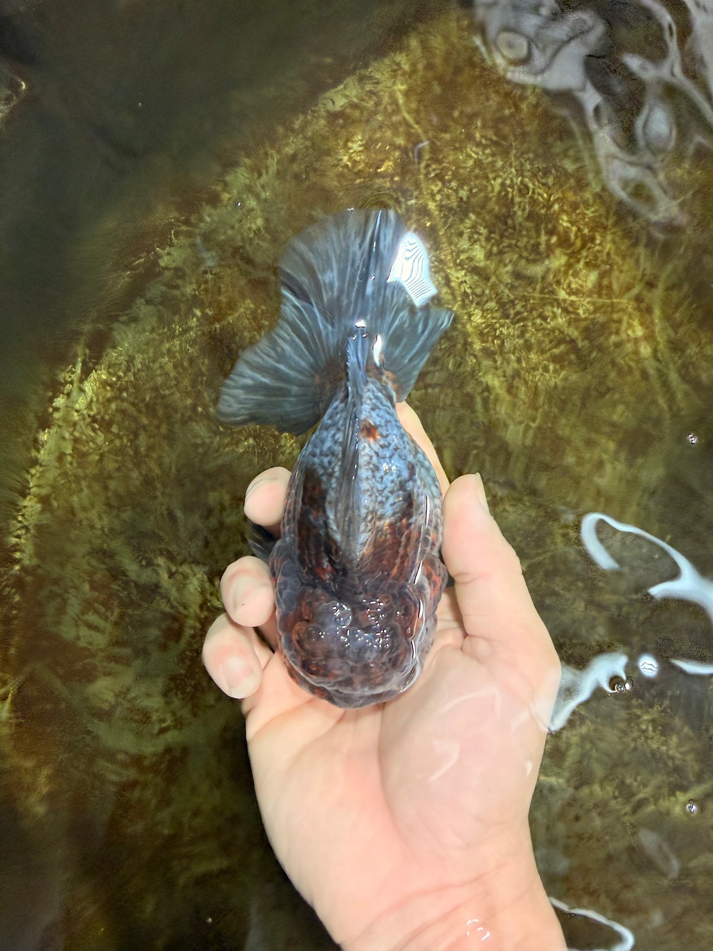 RARE A Grade Kirin Oranda Male 5.5 inches #120525OR_02