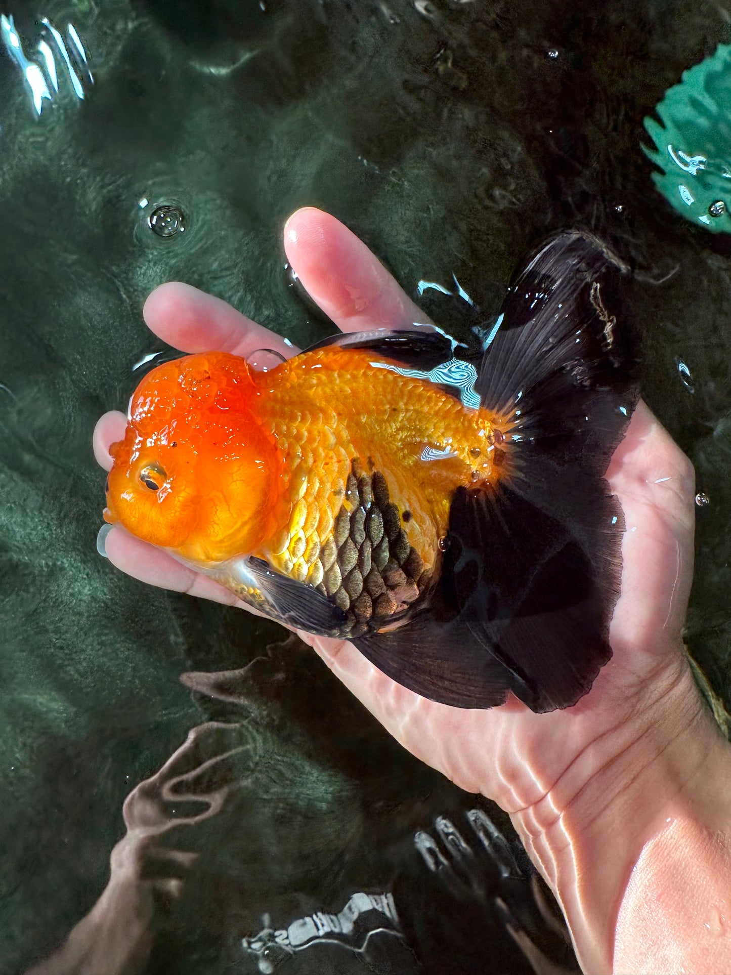 Black Red (Apache) Oranda Female 5.5 inches #102624OR_13