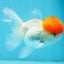 A Grade Tomato Head Oranda Male 4-4.5 inches #0915OR_11