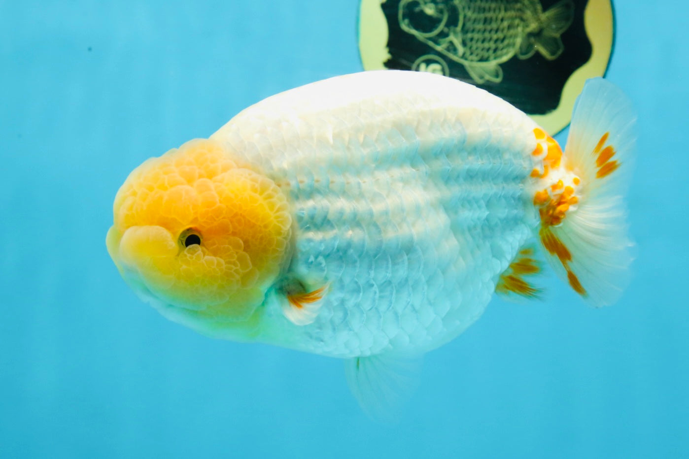 AAA Grade Strong Body Structure Lemonhead LionKing 5.5 inches #101025LC_18