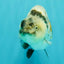 A Grade Tiger Ranchu Female 5-5.5 inches #073126RC_12