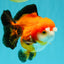 CHUBBY A Grade Apache Yuanbao Male 4.5 inches #051526YB_10