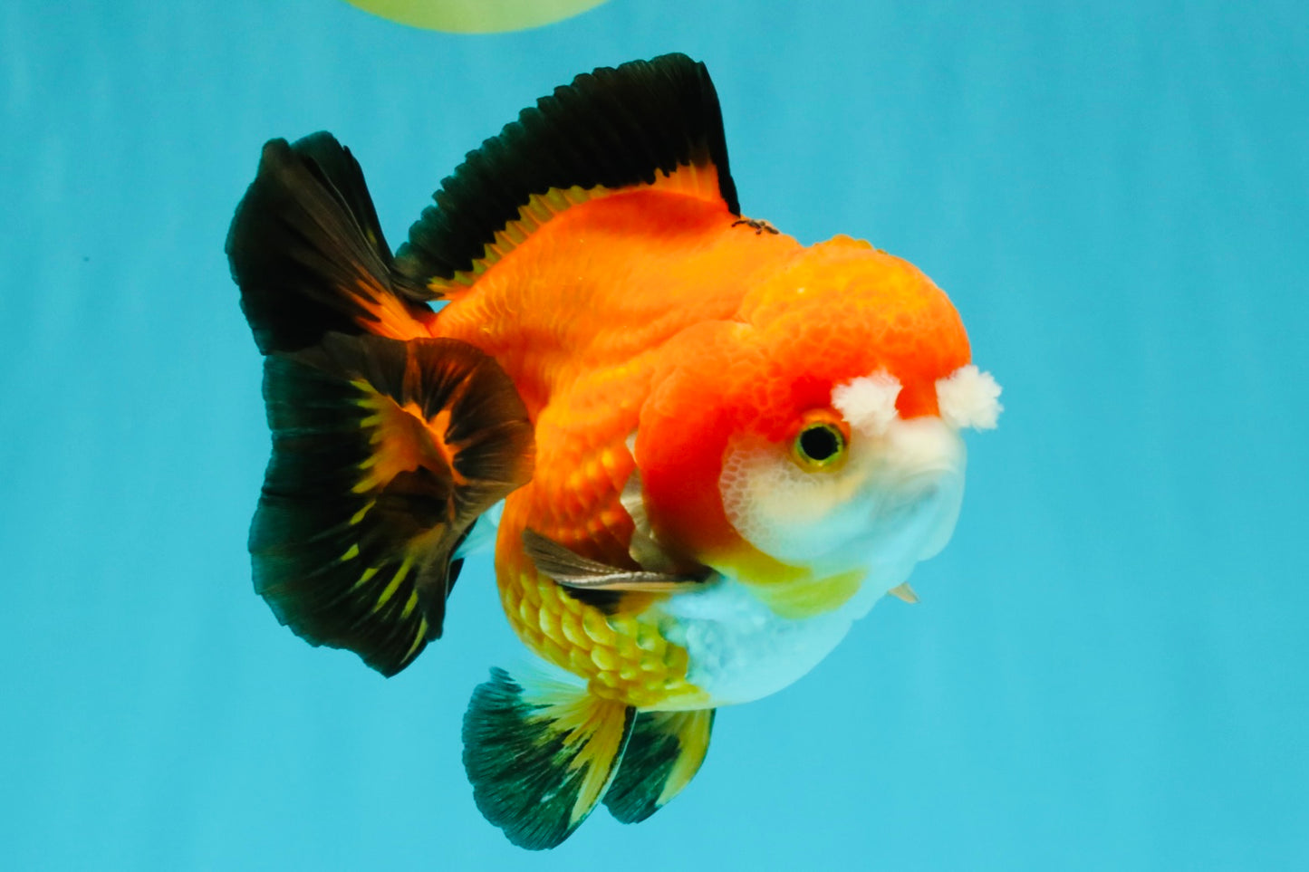 CHUBBY A Grade Apache Yuanbao Male 4.5 inches #051526YB_10