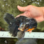 BATMAN AAA Grade Kirin Oranda Male 6.5 inches #080726OR_14