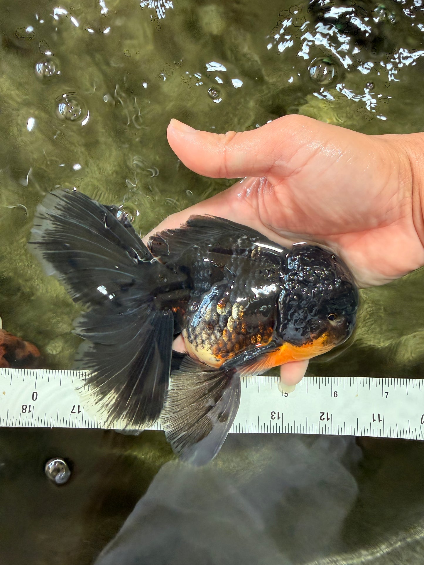 BATMAN AAA Grade Kirin Oranda Male 6.5 inches #080726OR_14