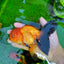 A Grade Apache Oranda Female 5.5 inches #0726OR_19