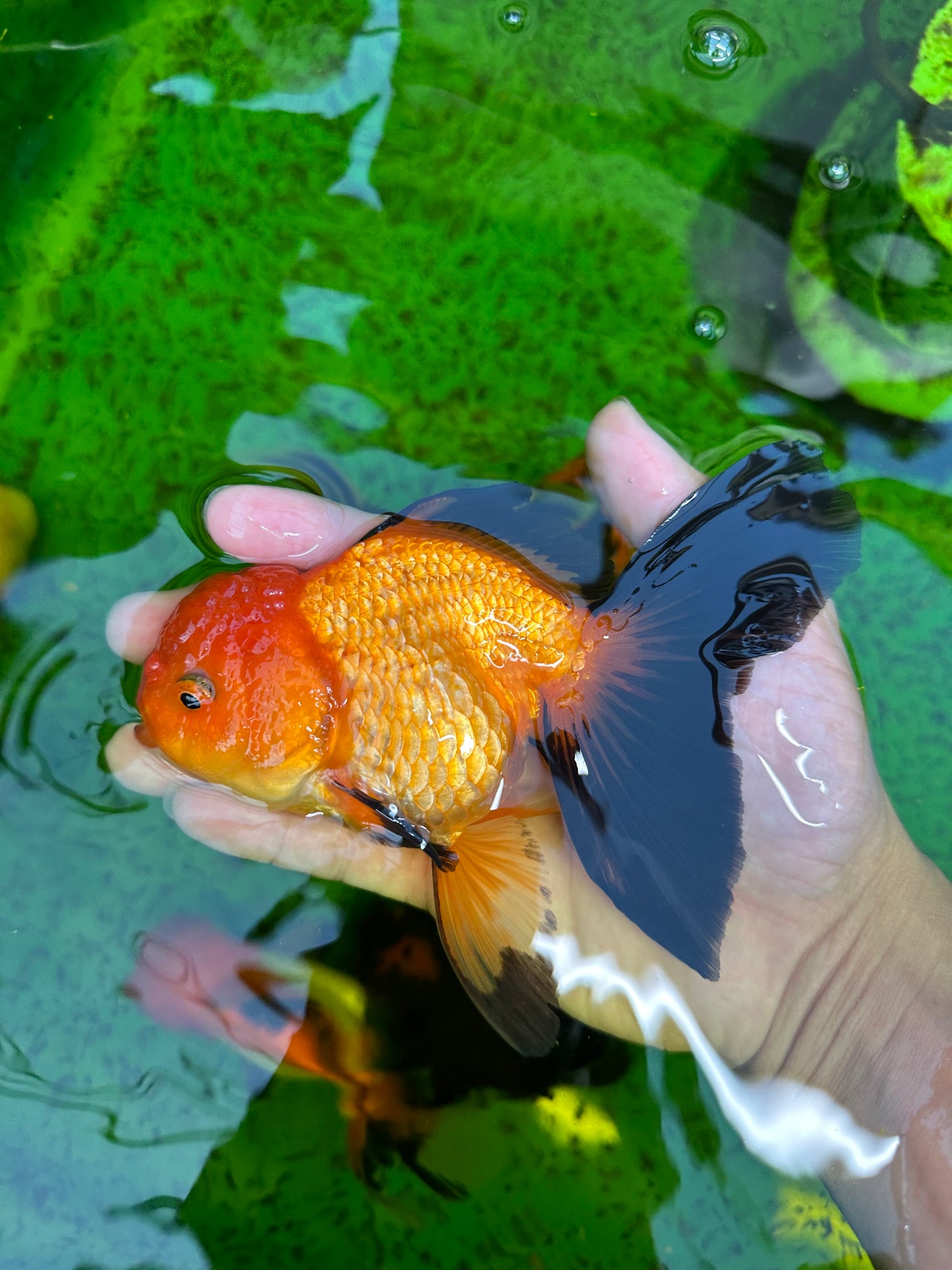 Femelle Apache Oranda de catégorie A 5,5 pouces #0726OR_19