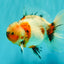 A Grade Marble Calico Oranda Male 6.5 inches #061926OR_19