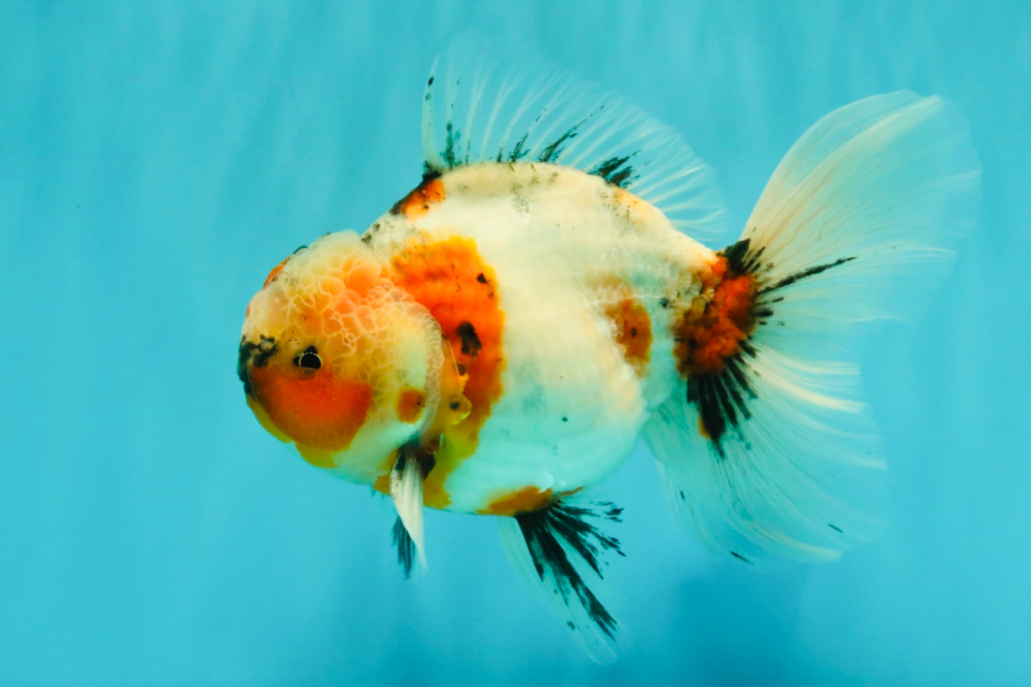 A Grade Marble Calico Oranda Male 6.5 inches #061926OR_19