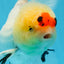 AAA Grade Tricolor Oranda Male 4.5-5 inches #0830OR_18