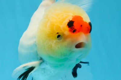 Oranda tricolor de grado AAA macho 4.5-5 pulgadas #0830OR_18