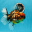 A Grade Tiger Calico Godzilla Oranda Male 5.5 inches #1027OR_16