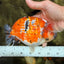 CHUBBY AAA Grade Diamond Scale Tricolor  Ranchu Male 5.5-6 inches #101626RC_26