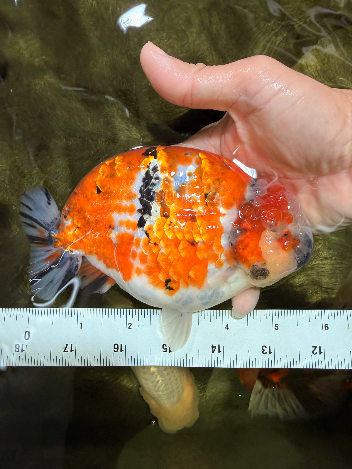 CHUBBY AAA Grade Diamond Scale Tricolor  Ranchu Male 5.5-6 inches #101626RC_26