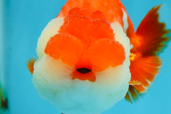 THE BEST AAA Grade Red White LionQueen 4.5 inches #042525LC_15