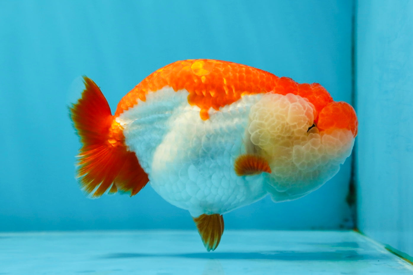 THE BEST AAA Grade Red White LionQueen 4.5 inches #042525LC_15