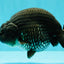A Grade Black Ranchu Male 5-5.5 inches #071726RC_07