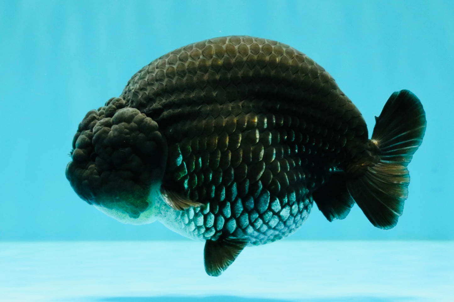 A Grade Black Ranchu Male 5-5.5 inches #071726RC_07
