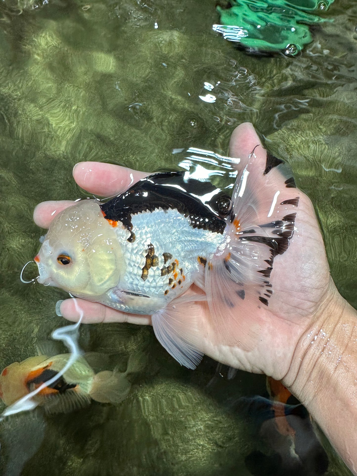 A Grade Tricolor Oranda Male 5.5 inches #111524OR_20