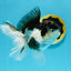 A Grade Tricolor Oranda Male 4.5-5 inches #112924OR_15