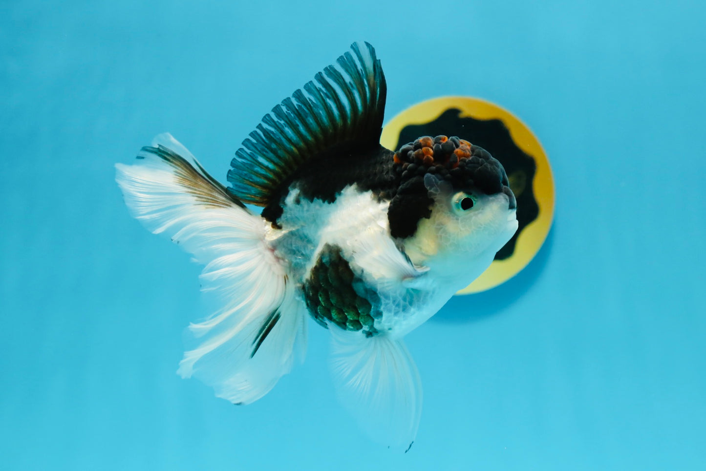 A Grade Tricolor Oranda Male 4.5-5 inches #112924OR_15