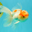 A Grade Red White Oranda Male 5-5.5 inches #102326OR_22
