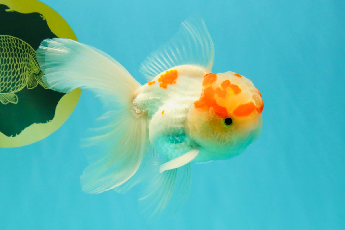 A Grade Red White Oranda Male 5-5.5 inches #102326OR_22