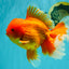 TOMATO AAA Grade Broadtail Red White Oranda Male 7.5-8 inches #071026OR_03