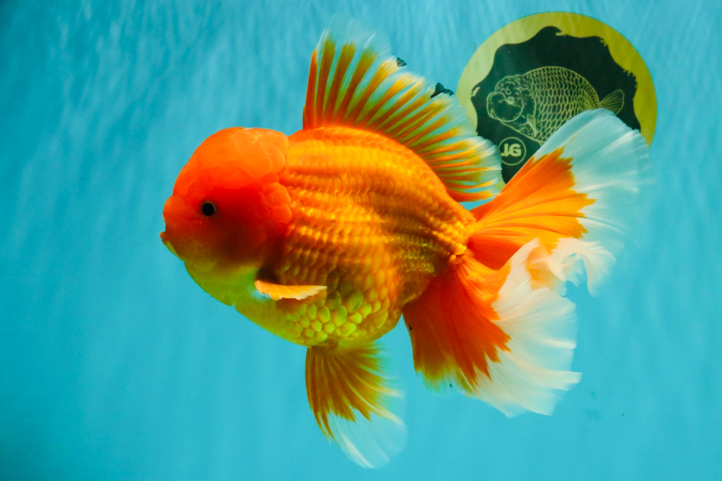 TOMATO AAA Grade Broadtail Red White Oranda Male 7.5-8 inches #071026OR_03