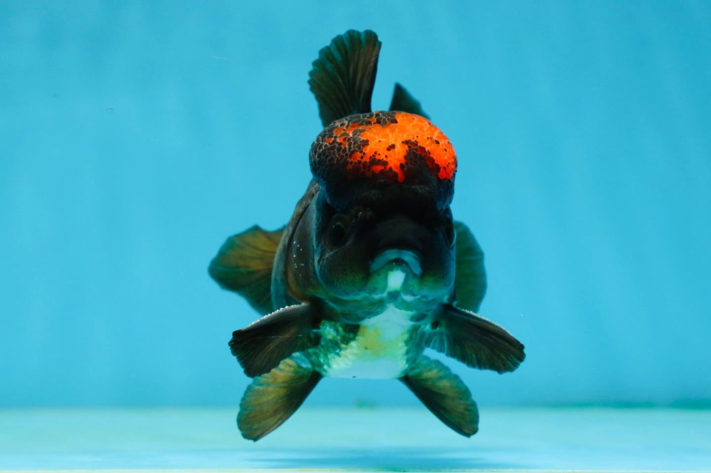 A Grade Lava Tricolor Yuanbao Male 4  inches #062725YB_09