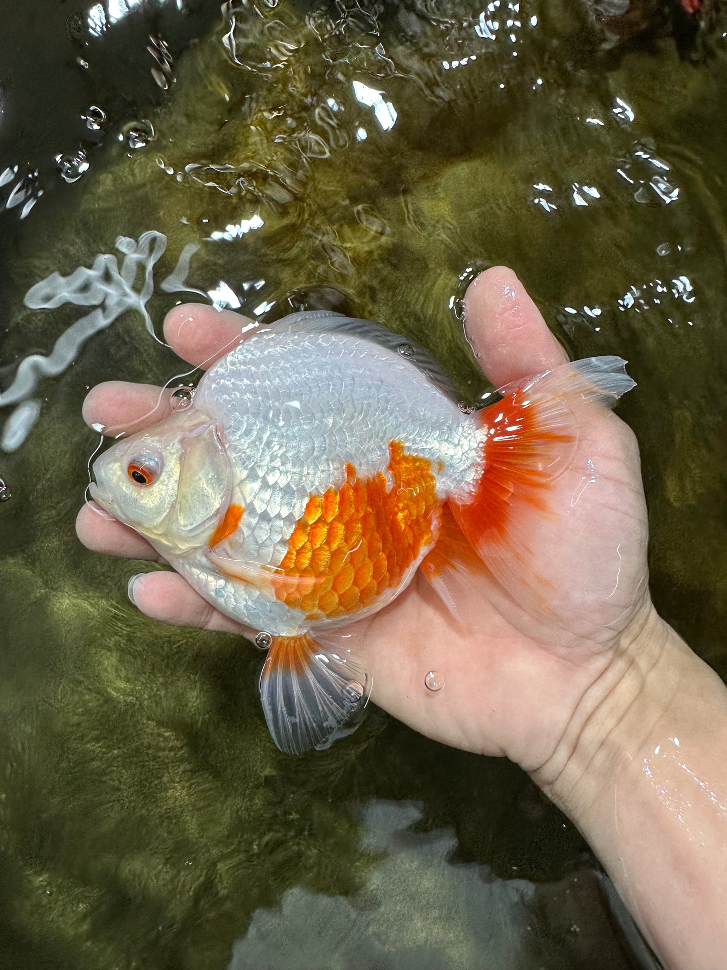 A Grade Red White Ryukin Female 5.5 inches #060625RK_31