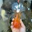 AAA Grade Orange Oranda Male 6.5 inches #062725OR_16